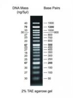 DNA Markers for Gel Electrophoresis