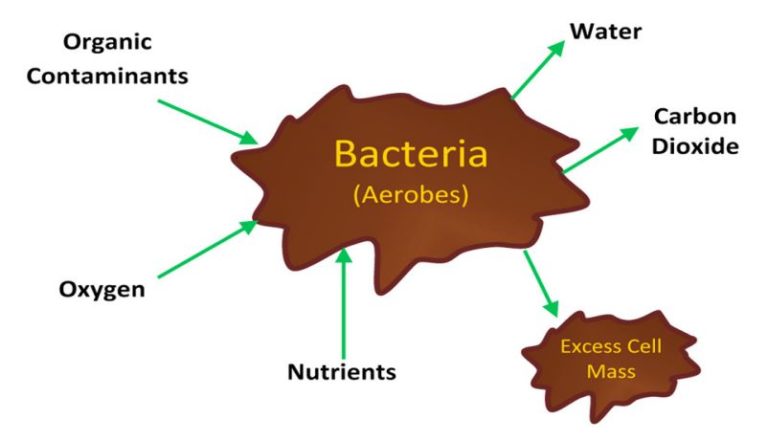 Aerobic Digestion vs Anaerobic Digestion