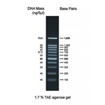 DNA Ladder 100Bp Cleaver Scientific CSL-MDNA-100BP