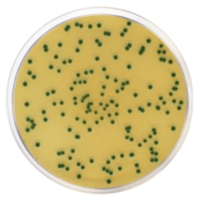 Chromogenic Cronobacter Isolation Agar Condalab 1446