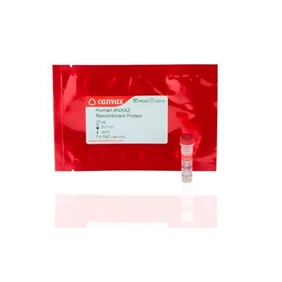 Canvax Human IL8 (Interleukin 8) (77aa residues), 6xHis tag removed PR0561